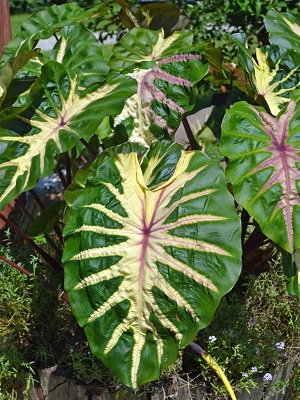 COLOCASIA Royal Hawaiian Waikiki